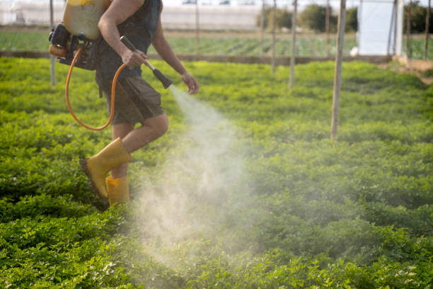Best Exterminator Services  in Rmel Valley Village, CA