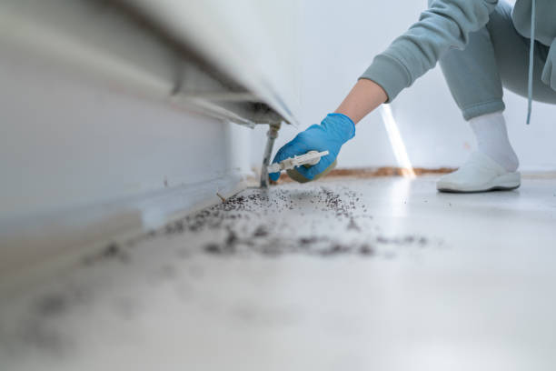Pest Prevention Services in Carmel Valley Village, CA